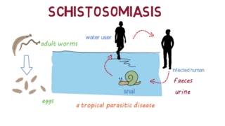 Schistosomiasis Bilharzia– an overview [upl. by Lelith]