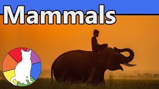 Mammals  Animal Fact Files [upl. by Jayne]