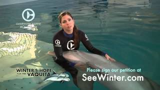 Abby Stone Speaks Out About the Vaquita [upl. by Aimek]