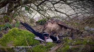 Sparrowhawk destroys magpie Skip to 210 amp 350 [upl. by Cutlerr]