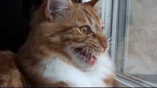 Maine Coon Cat INSANE Chattering amp Chirping [upl. by Ymorej]