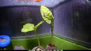 Fast Growing Moonflower Vine  Seedling Timelapse [upl. by Opiak]