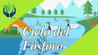 Ciclo del Fósforo explicación y ejemplos [upl. by Ennovyahs]