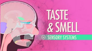 Taste amp Smell Crash Course Anatomy amp Physiology 16 [upl. by Beaudoin977]