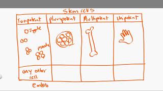 totipotent vs pluripotent vs multipotent vs unipotent [upl. by Ahtel640]