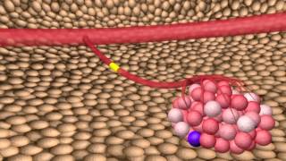 Neuroendocrine Tumors – An Introduction [upl. by Noe]