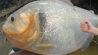 BIGGEST PIRANHA In the World  Amazon River Monsters [upl. by Kawasaki]