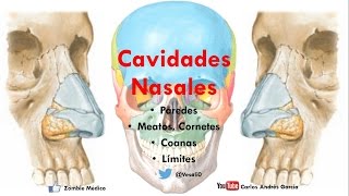 Anatomía  Cavidade Nasales Porción Ósea Límites Forámenes Coanas Meatos [upl. by Landrum699]