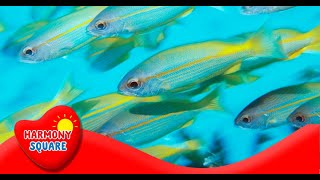 What is Bioaccumulation  More Science on the Learning Videos Channel [upl. by Jenness]