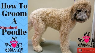 How to Groom Standard Poodle [upl. by Gnoud759]