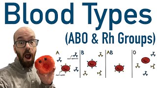 Blood Types ABO and Rh  Antigens and Antibodies [upl. by Nauqad960]