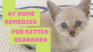 Kitten amp Cat Diarrhea Home Remedy  Safe amp Easy [upl. by Jacinto388]