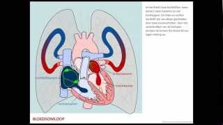 Bloedsomloop  Bloed [upl. by Hekking]