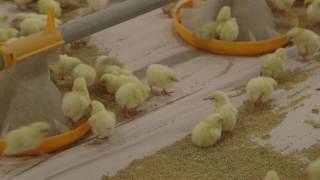 Broiler Brooding Best Management Practices [upl. by Gwyneth]