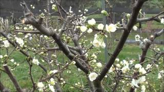 How to prune Plum trees [upl. by Eissirhc]