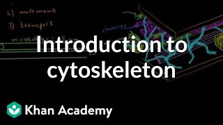 Introduction to cytoskeleton  Cells  MCAT  Khan Academy [upl. by Erolyat]