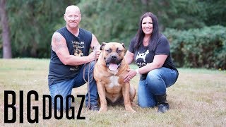 Barbarian Boerboels – The 200lb ‘Dogs Of War’  BIG DOGZ [upl. by Kaplan296]