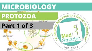 Protozoa  Microbiology  USMLE STEP 1  Part 1 of 3 [upl. by Anesusa]