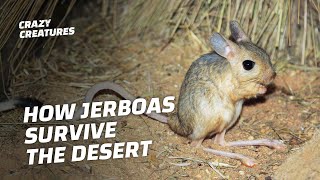 Jerboas How This Furry TRex Survives the Desert [upl. by Aisayn]