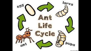 The Ant Life cycle with Diana [upl. by Enilauqcaj]