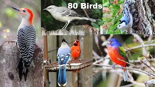 Identify Your Backyard Birds [upl. by Adalard]