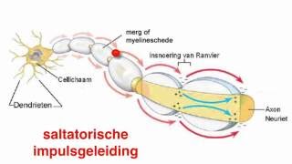 Neuronen en gliacellen [upl. by Gusti]