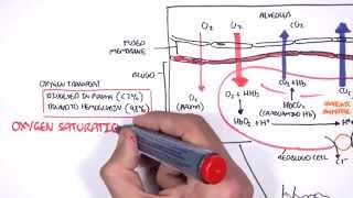 Respiration Gas Exchange [upl. by Nrublim339]