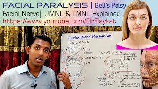 Lower Extremity Nerve Flossing  Leg Numbness Exercise [upl. by Leksehcey]