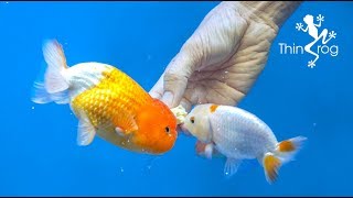 4 Best Goldfish Foods [upl. by Gustin]