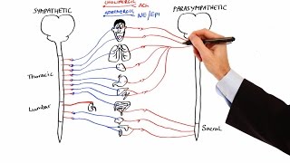 Pharmacology  AUTONOMIC NERVOUS SYSTEM MADE EASY [upl. by Alleusnoc933]