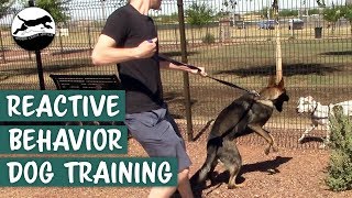 Stop Your Dogs Reactive Behavior OnLeash [upl. by Genovera]