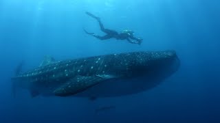 How do you become a marine biologist  BBC Earth Explore [upl. by Aynahs]