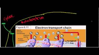 NEW LLactate Dehydrogenase Physiology Biochemisty and Mechanism [upl. by Suanne]