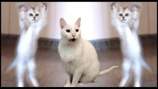 Cats Sing Hokey Pokey  Cats Version  Singing Cats [upl. by Kacerek]