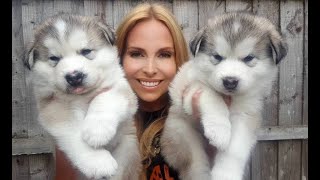 GIANT ALASKAN MALAMUTE PUPPIES [upl. by Eceertal338]