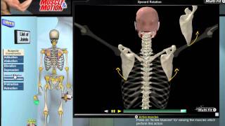 How Scapular Movement Works 3D Anatomy amp Diagrams [upl. by Nyrat438]