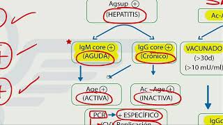 Hepatitis  Mapa mental  Dr Jaime Torres [upl. by Hafirahs525]