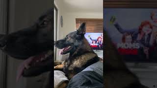 Police dog reacts to shopping list Shorts [upl. by Glimp]