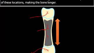 Bone Formation Growth [upl. by Stewardson]