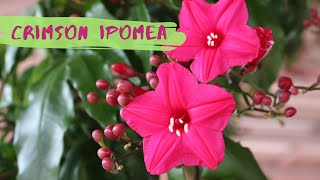 How to grow and care Ipomoea HorsefalliaeLady doorlys morning gloryCrimson IpomeaIpomea Pink [upl. by Marquita424]