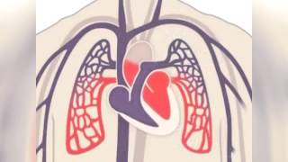 Blood Flow Through the Heart Made Easy in 5 Minutes [upl. by Tawney158]