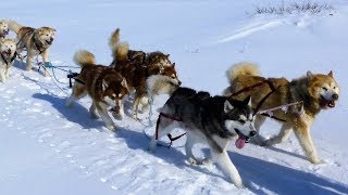 Alaskan Malamutes  Arctic Expedition with Joe Henderson [upl. by Ecined]