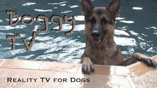 Dog TV 1  Reality TV for Dogs [upl. by Ahsyle]