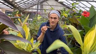 Cannas How to Plant Canna Rhizomes [upl. by Antoni951]