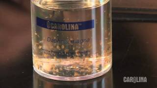 How to Care for Daphnia [upl. by Amsirahc288]