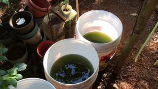 How to grow Green Water Algae [upl. by Siramed]