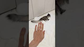 My cats revenge for Mosquito prank cat prank shorts [upl. by Benioff247]