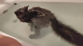 Maine Coon Swimming  Maine Coon Norman is taking a bath [upl. by Suneya747]