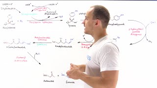 Metabolism of phenylalanine and tyrosine [upl. by Ynohtnaeoj502]