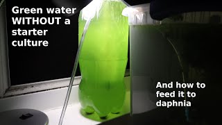 Green Water WITHOUT a Starter Culture  From Scratch  How To [upl. by Gelasias146]